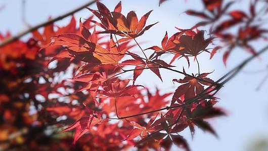 4K实拍秋景秋天树林透光红枫树叶自然风景视频的预览图